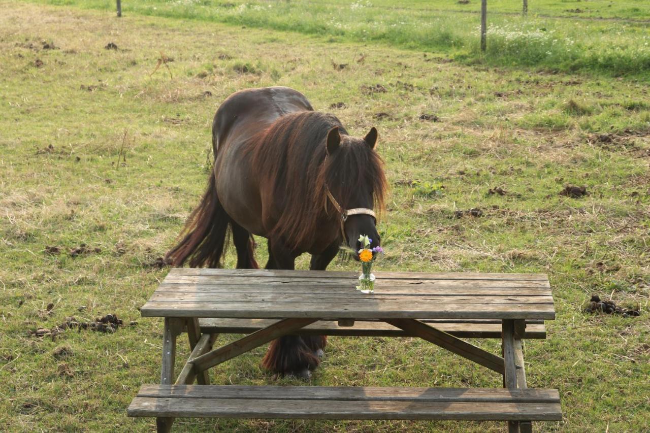 Отель Slapen Tussen De Paarden Эссен Экстерьер фото